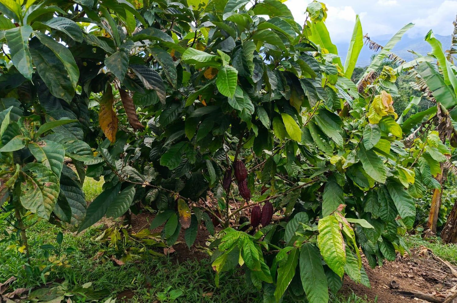 Cacao de la parroquia